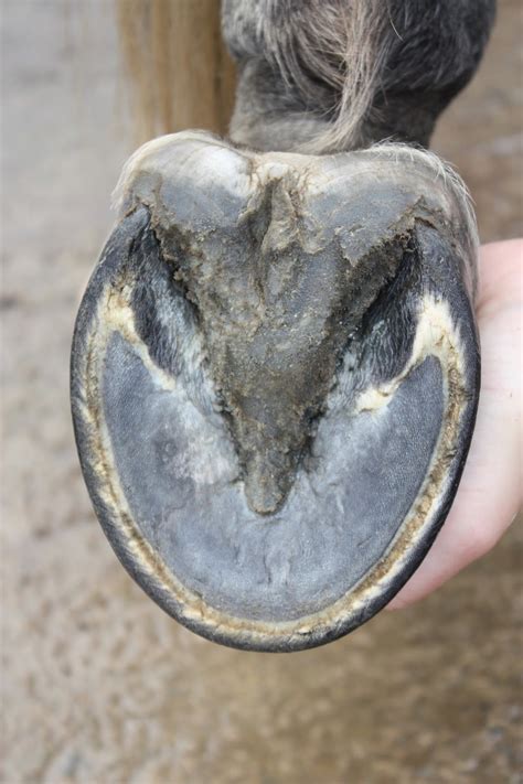 The role of the magic cushion barefoot horse pad in natural hoof care